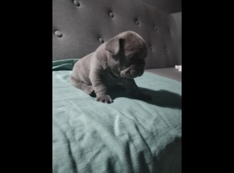 1  francuskibzm0126.jpg